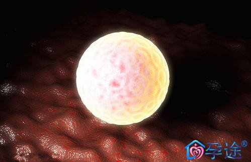 试管婴儿促排前这样吃,可以吃出好卵子